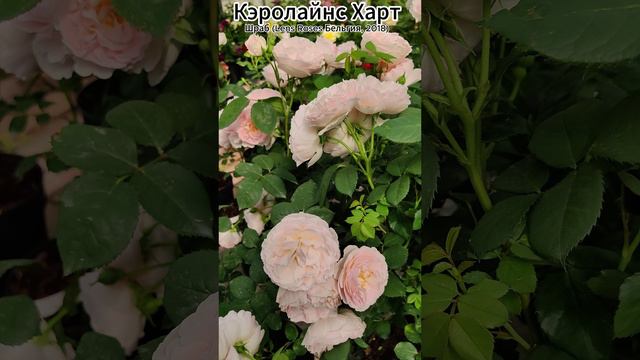 Кэролайнс Харт - Caroline's Heart (Lens Roses Бельгия, 2018)