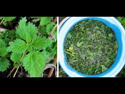 Растительная подкормка. Стимулятор роста. Натуральная подкормка из крапивы