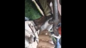 Ока  Замена шаровых пальцев.