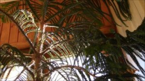 Араукария.  Изменение в поведении араукарии!