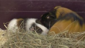 Как познакомить двух морских свинок - девочек?