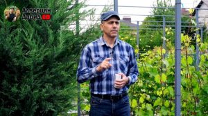 Почему желтеют листья на винограднике? - Хлороз! ?