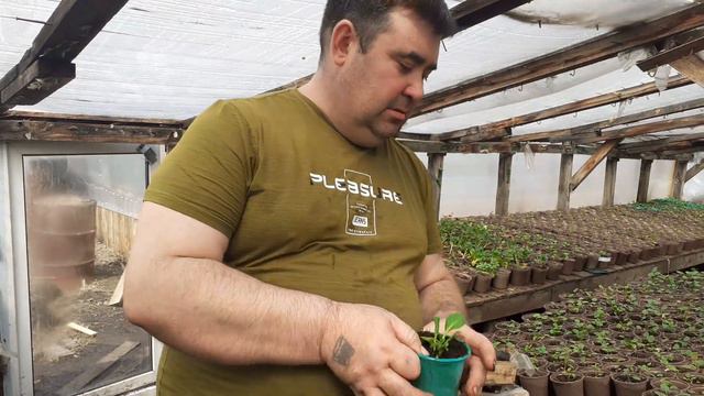 Рассада на доращивание, как заработать деньги