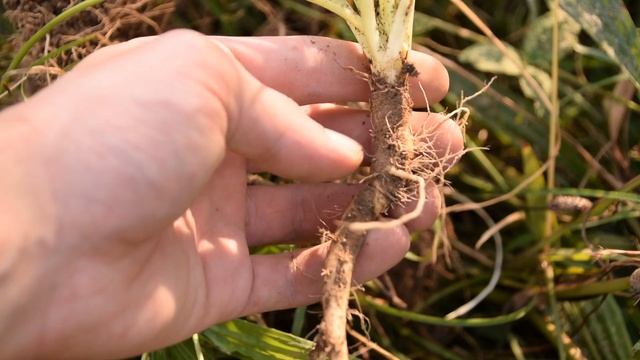How To Harvest Wild Carrot, Queen Anne's Lace, Daucus Carota - Wild Edibles смотреть онлайн
