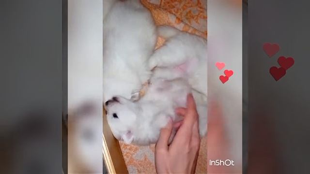 Японский шпиц, щенки