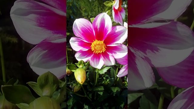 Георгины весёлые ребята однолетние.?