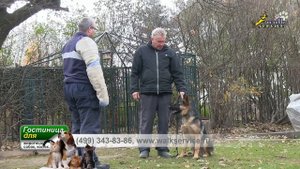 Собака для охраны, простая дрессировка нормального щенка овчарки
