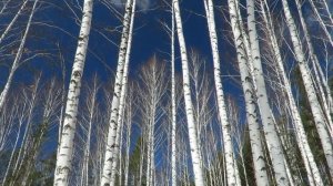 Весенний лес, начало весны, апрель, Spring forest, the beginning of spring, April