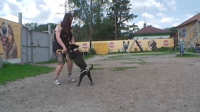 Фристайл на "День стаффа 2013" смотреть онлайн