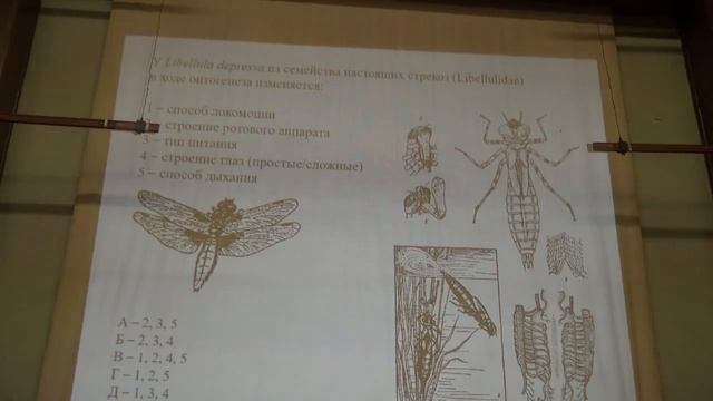 2017-01-28 Зоология беспозвоночных (Личинки) - Богомолова Е.В. Часть 3 смотреть онлайн
