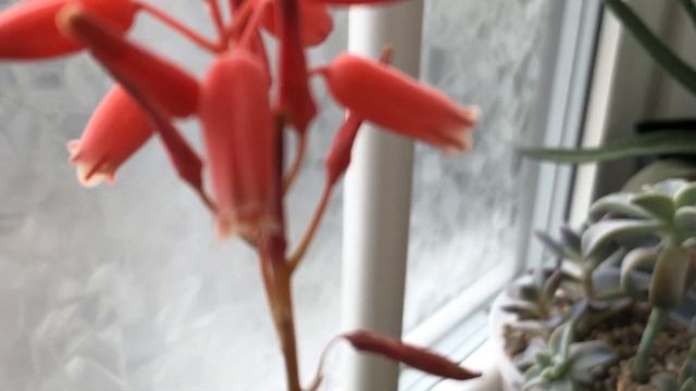 Запилення алое. Мій досвід смотреть онлайн