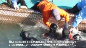Отлов дельфинов для дельфинариев