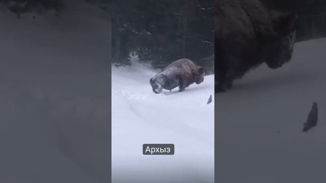 Бедный зубр. Что творится с природой? Архыз, По-моему один под сугробом лежит, - рог виден(😮?)