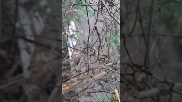 СБОР ЯГОД АМУРСКОГО ВИНОГРАДА. смотреть онлайн