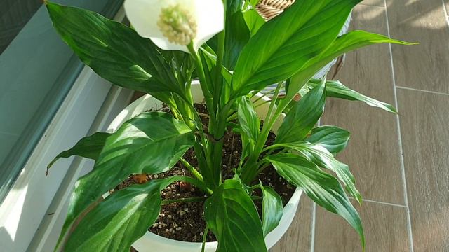 222. 오랜만의 꽃소식 제라늄 아츠히메연핑크 смотреть онлайн