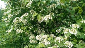 Цветущая калина. Июнь 2023