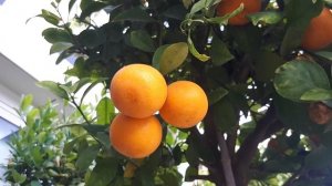 Meiwa kumquat - grow & care (Round kumquat)