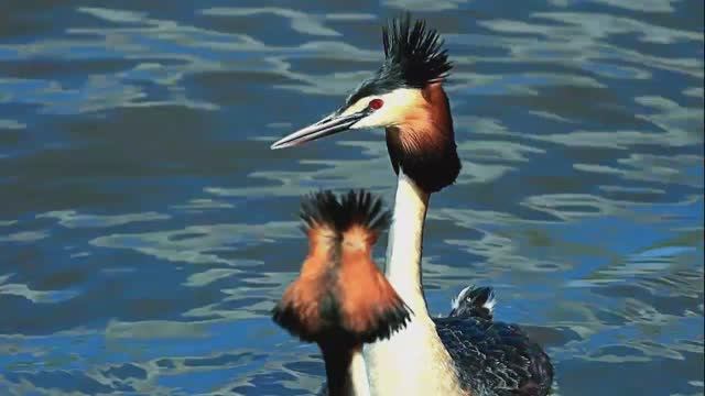 Брачные танцы чомги смотреть онлайн