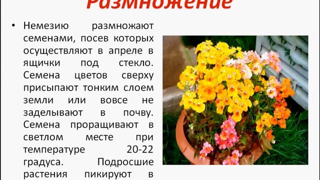 Немезия