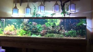 Запуск и обслуживание аквариума травника.