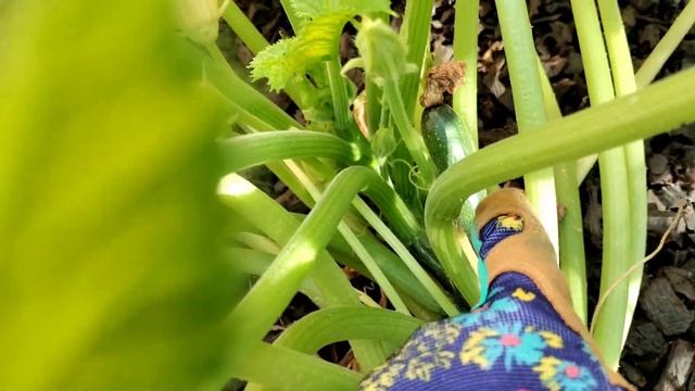 Первый день школы. Хлопоты по хозяйству. смотреть онлайн