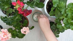 3 подкормки для Герани, запускаем набор зеленой массы и цветение, вносим в 3 этапа