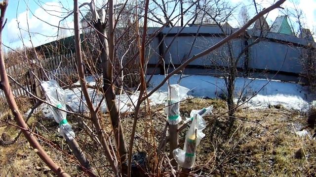 Прививка деревьев весной , привил яблоню на ранетку