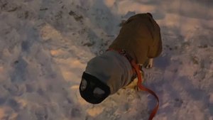 Французский бульдог собирается на прогулку