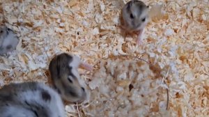 Что едят хомяки/ Что можно давать хомякам/  Кашка для хомячат.