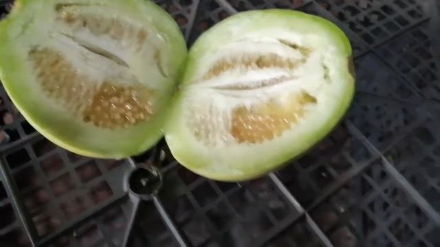 Огурдыня, СОБИРАЕМ УРОЖАЙ! УДИВИТЕЛЬНО ВКУСНО! смотреть онлайн