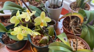 What is Crown Rot on Orchids?