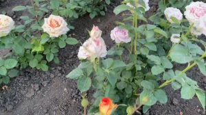 Саженцы роз/первое цветение/ИЮНЬ/Часть 3