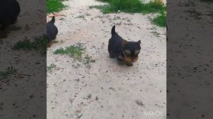 Щенки йоркширский терьер йорк мини и стандарт размер питомник BASTA FESTA у нас лучшие йорки