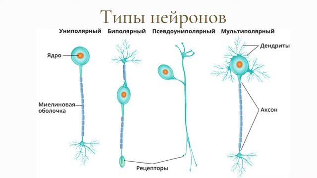 Значение, строение и функционирование нервной системы