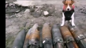 Собаки для Спецназа и Полиции