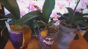 Желтеет нижний лист у орхидеи . Кидаемся в панику или соблюдаем спокойствие?