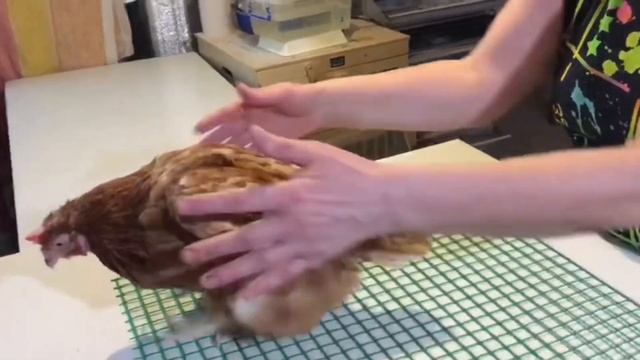 Можно ли кормить несушек кормом для бройлера