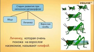 Развитие животных с превращением и без превращения