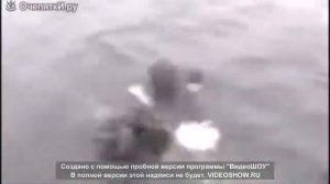 Спасение животных до слёз