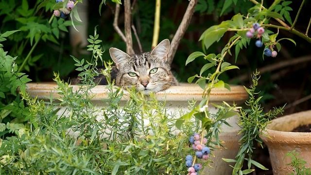 Коты Флористы !  Смешные кошки ! смотреть онлайн