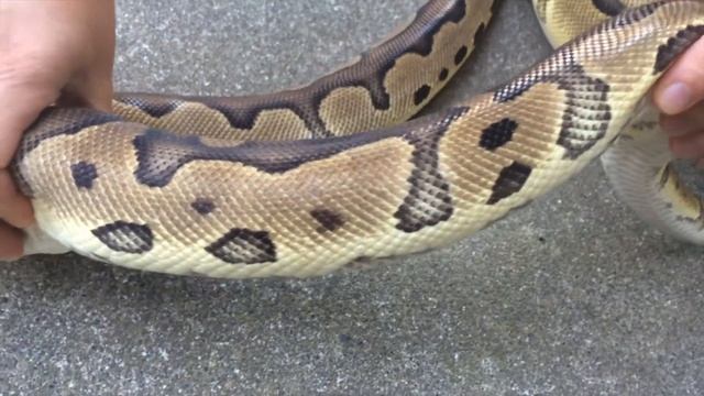 Ball Python Morph Update: Clown