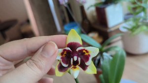 Phal. Yaphon Star Diamond 'AN6601'