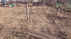 РАЗМЕРЫ ПОСАДКИ МАЛИНЫ БЕЗ ШПАЛЕРЫ В РЯДАХ | посадка малины расстояние #малина #выращивание #посадк