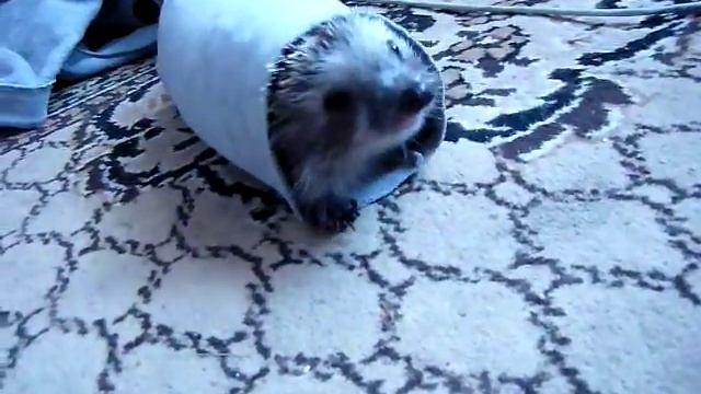 Ёжик заново родился! смотреть онлайн