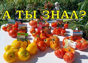 УРОЖАЙ ТОМАТОВ 2022??? ЛУЧШИЕ СОРТА???