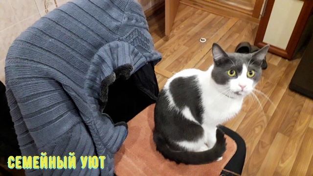 Ужин холостяка. Уехала жена. смотреть онлайн