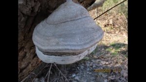 Tinder polypore   Fomes fomentarius  the tinder fungus,, hoof fungus, tinder conk,   ice man fungus