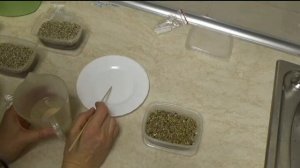 Примулы из семян. Сеем БЕЗ ОШИБОК!