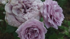 РОЗЫ ТОП-9 ЛУЧШИЕ Флорибунды #розы #лучшиефлорибунды