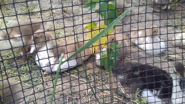 Продали утят/ чем кормим молодняк мускусных уток смотреть онлайн